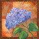 Hydrangea Wall Mural