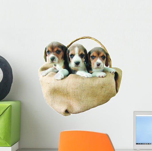 three beagle puppies Wall Decal