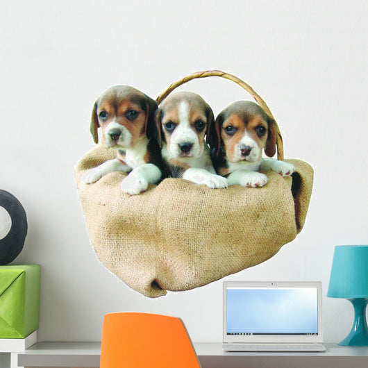 three beagle puppies Wall Decal