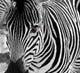 zebra Wall Mural
