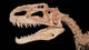 Tyrannosaurus Skull Wall Decal Wall Decal