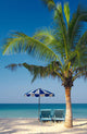 Palm Chairs Umbrella Wall Decal