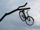 Bicycle up Tree Wall Decal