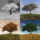 Seasonal Time Laps Wall Decal