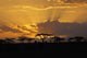 Sunset Africa with Bird Wall Decal