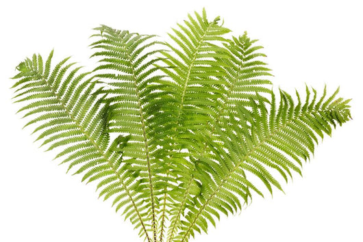 Fern Leaves Wall Decal