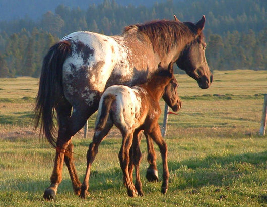 Appaloosa Sunset Wall Decal