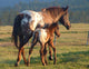 Appaloosa Sunset Wall Decal
