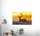 Red Deer Morning Sun Wall Decal
