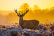 Red Deer Morning Sun Wall Decal