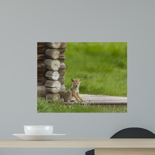 Coyote Pup on Log Cabin Porch Wall Mural