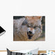 Wolf Wall Mural