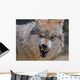 Wolf Wall Mural