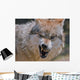 Wolf Wall Mural