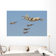 Royal Moroccan Air Force Wall Decal Design 25