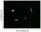 Leo Triplet Wall Decal