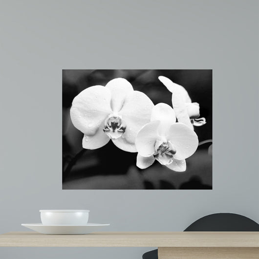 White Orchids Wall Mural