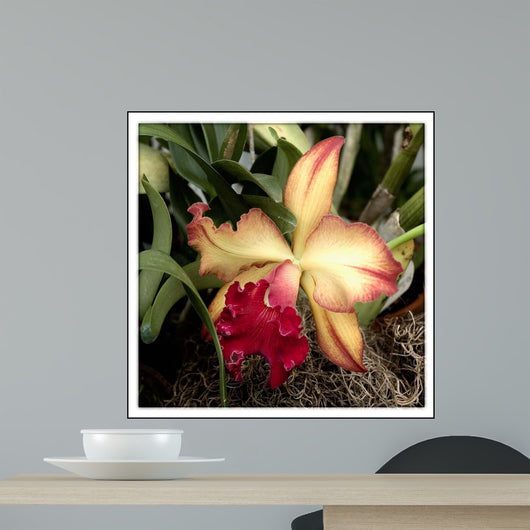 Silky Red Orchid Wall Mural