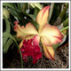 Silky Red Orchid Wall Mural