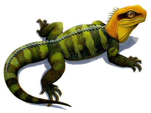 Clevosaurus Prehistoric Reptile Similar Wall Decal