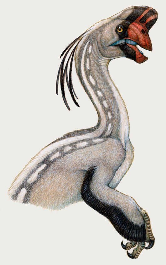 Oviraptor Small Dinosaur Lived Wall Decal