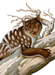 Thylacoleo Marsupial Lion from Wall Decal