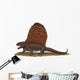 Dimetrodon Apex Predator during Wall Decal