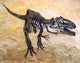 Giganotosaurus Dinosaur Skeleton Wall Decal