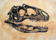 Allosaurus Dinosaur Skull Wall Decal
