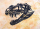 Ceratosaurus Dinosaur Skull Wall Decal