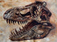 Tyrannosaurus Rex Dinosaur Skull Wall Decal