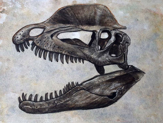 Dilophosaurus Dinosaur Skull Wall Decal