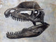 Dilophosaurus Dinosaur Skull Wall Decal