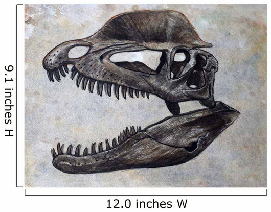 Dilophosaurus Dinosaur Skull Wall Decal