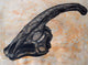 Parasaurolophus Walkerii Dinosaur Skull Wall Decal