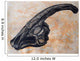 Parasaurolophus Walkerii Dinosaur Skull Wall Decal