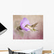 A Taste of Nectar Hummingbird Wall Mural