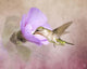 A Taste of Nectar Hummingbird Wall Mural