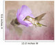 A Taste of Nectar Hummingbird Wall Mural