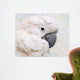 Umbrella Cockatoo Portrait Wall Mural