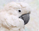Umbrella Cockatoo Portrait Wall Mural