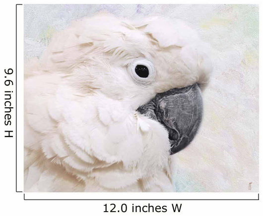 Umbrella Cockatoo Portrait Wall Mural