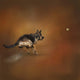 Gimme That Ball German Shepherd Wall Mural