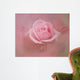 Pink Rose After The Storm Wall Mural