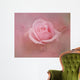 Pink Rose After The Storm Wall Mural