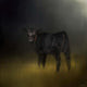 Black Angus Calf In The Moonlight Wall Mural