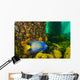Queen Angelfish off Coast Wall Decal