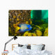 Queen Angelfish off Coast Wall Decal