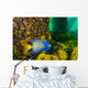 Queen Angelfish off Coast Wall Decal
