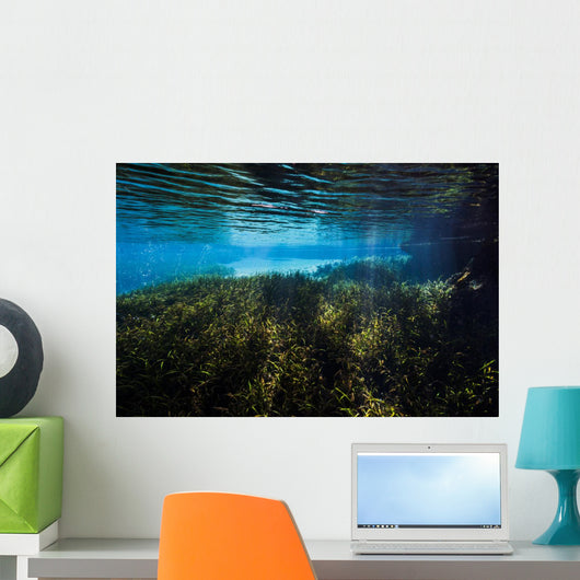 Vegetation Spring Pool Ichetucknee Wall Decal